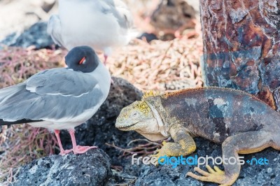 Swallow Tailed Gull And Iguana On  Galapagos Islands Stock Photo