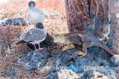 Swallow Tailed Gull And Iguana On  Galapagos Islands Stock Photo