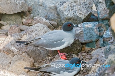 Swallow Tailed Gull From  Galapagos Stock Photo