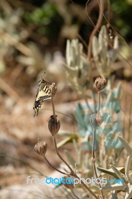 Swallowtail Butterfly At Mount Calamorro Near Benalmadena Spain Stock Photo