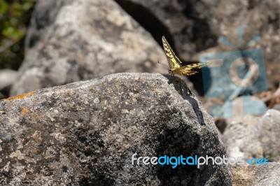 Swallowtail Butterfly At Mount Calamorro Near Benalmadena Spain Stock Photo