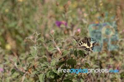 Swallowtail Butterfly In Tuscany Stock Photo