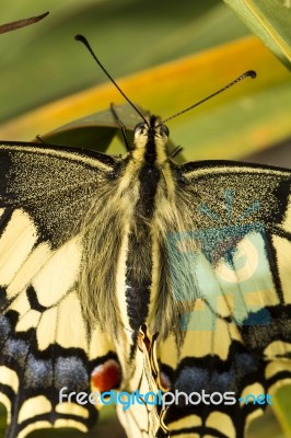 Swallowtail (papilio Machaon) Butterfly Insect Stock Photo