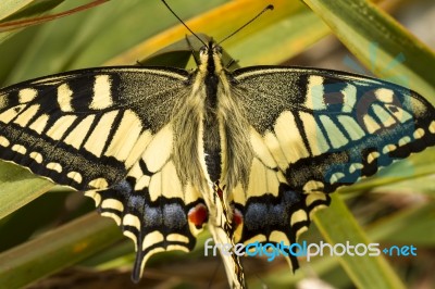 Swallowtail (papilio Machaon) Butterfly Insect Stock Photo