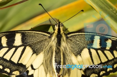 Swallowtail (papilio Machaon) Butterfly Insect Stock Photo