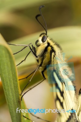 Swallowtail (papilio Machaon) Butterfly Insect Stock Photo