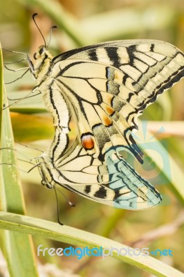 Swallowtails (papilio Machaon) Butterflies Mating Stock Photo