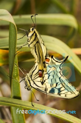 Swallowtails (papilio Machaon) Butterflies Mating Stock Photo