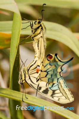 Swallowtails (papilio Machaon) Butterflies Mating Stock Photo