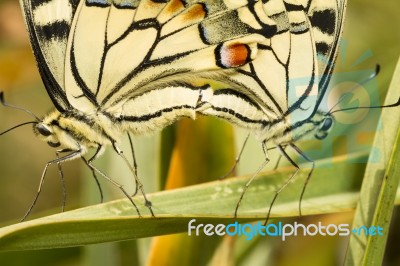 Swallowtails (papilio Machaon) Butterflies Mating Stock Photo