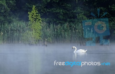 Swan Stock Photo