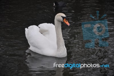 Swan Stock Photo