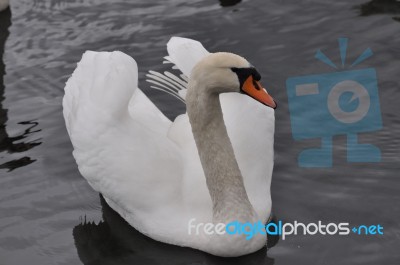 Swan Stock Photo