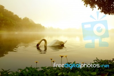 Swan  Stock Photo