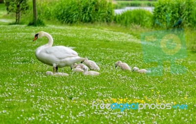 Swan Family Stock Photo