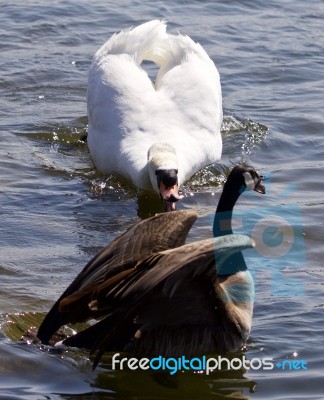 Swan Is Attacking The Canada Goose Stock Photo