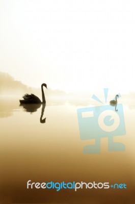 Swan Lake Stock Photo