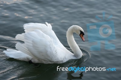 Swan On Lake Maggiore Piedmont Italy Stock Photo