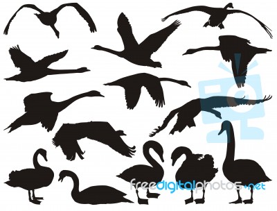 Swan Silhouettes Stock Image