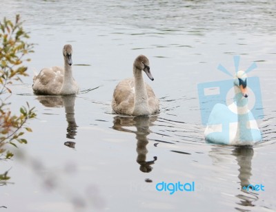 Swans Stock Photo