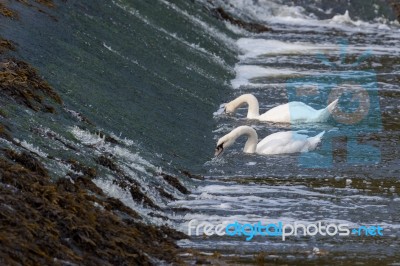 Swans Feeding In The River Coquet Stock Photo