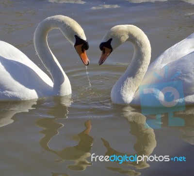 Swans. Love. Heart Stock Photo