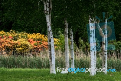 Swans Nesting Under Some Silver Birch Trees At Barton Turf Stock Photo