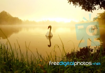 Swans On Lake Stock Photo