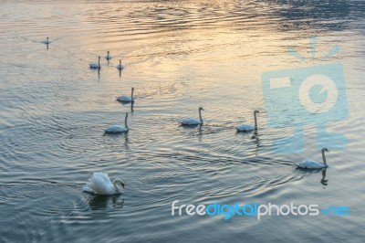 Swans On Lake Maggiore Piedmont Italy Stock Photo