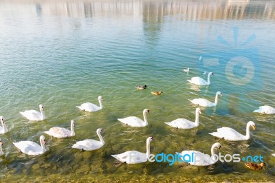 Swans Swimming Up River Stock Photo