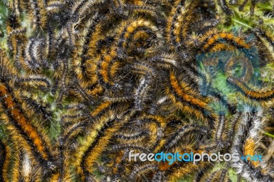 Swarm Of Pine Processionary Moth Caterpillar Stock Photo