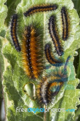 Swarm Of Pine Processionary Moth Caterpillar Stock Photo