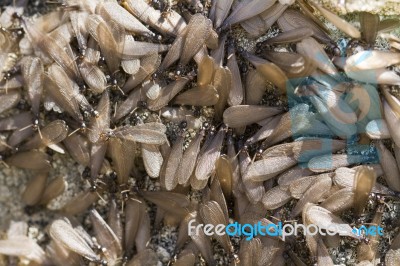 Swarm Of Winged Termites Stock Photo