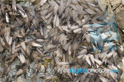 Swarm Of Winged Termites Stock Photo