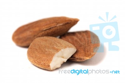 Sweet Almond Drupes Stock Photo