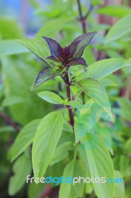 Sweet Basil Or Thai Basil Nature Spice Vegetable Of Eastern Food… Stock Photo