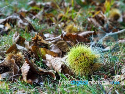 Sweet Chestnut (castanea Sativa) Stock Photo