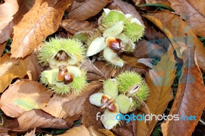 Sweet Chestnuts And Leaves Stock Photo