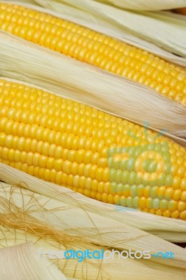 Sweet Corn Stock Photo