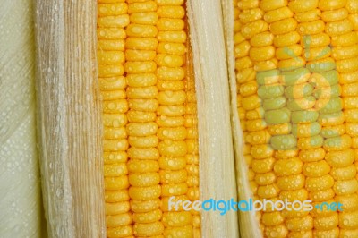 Sweet Corn Stock Photo