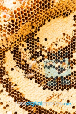 Sweet Honeycombs With Honey Stock Photo