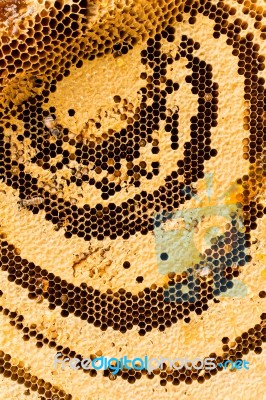 Sweet Honeycombs With Honey Stock Photo