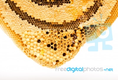 Sweet Honeycombs With Honey, Isolated On White Stock Photo