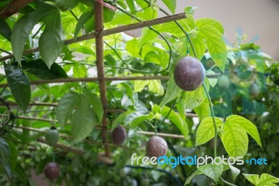 Sweet Passion Fruit On The Plant Stock Photo