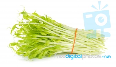 Sweet Pea Sprouts Isolated On White Background Stock Photo