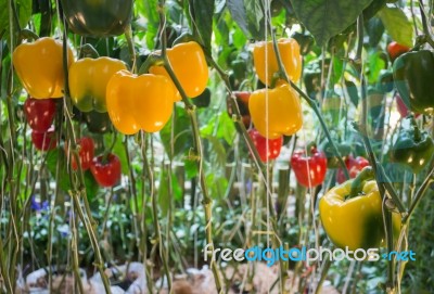 Sweet Pepper, Bell Pepper Or Capcicum Plant Display In Food Fest… Stock Photo