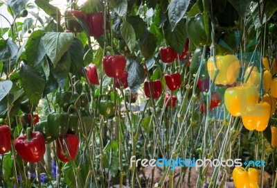 Sweet Pepper, Bell Pepper Or Capcicum Plant Display In Food Fest… Stock Photo