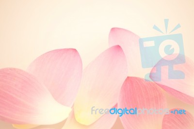 Sweet Pink Lotus Petals Stock Photo