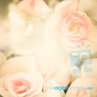 Sweet Soft Pink Rose Petals Stock Photo