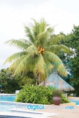 Swimming Pool With Palm Tree  Stock Photo